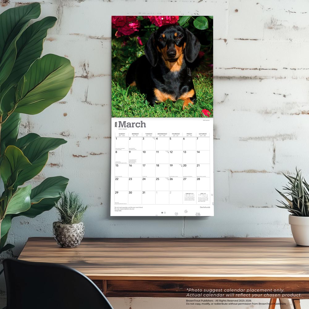 Dachshunds | 2026 12 x 24 Inch (Hanging) Monthly Square Wall Calendar | Foil Stamped Cover