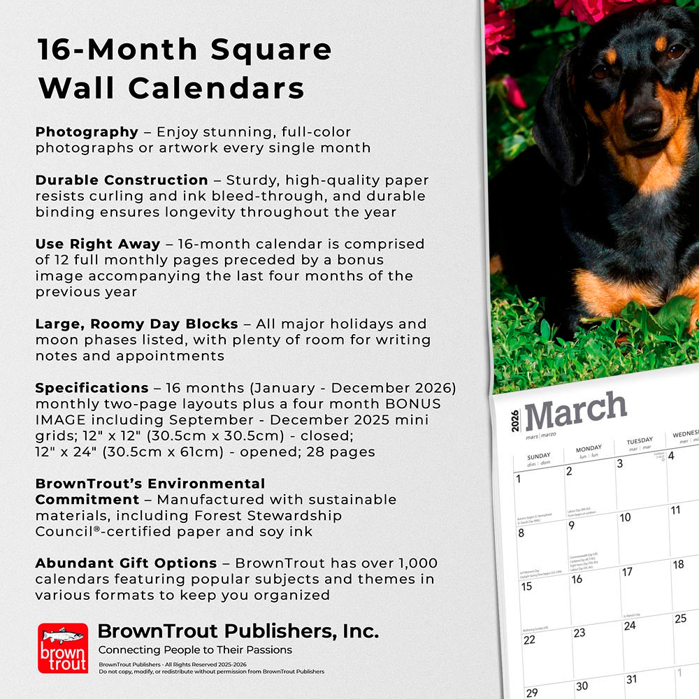 Dachshunds | 2026 12 x 24 Inch (Hanging) Monthly Square Wall Calendar | Foil Stamped Cover