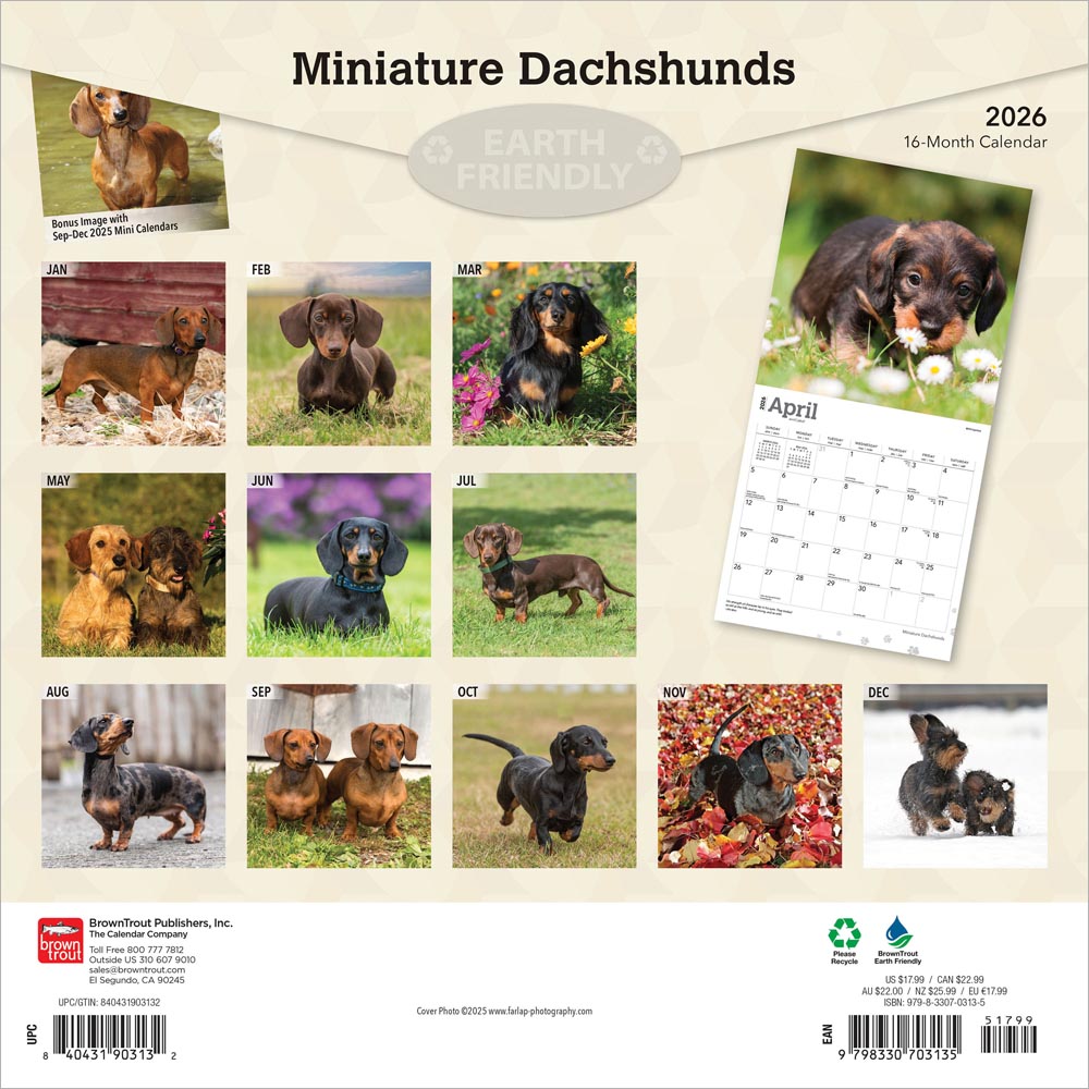 Miniature Dachshunds | 2026 12 x 24 Inch (Hanging) Monthly Square Wall Calendar