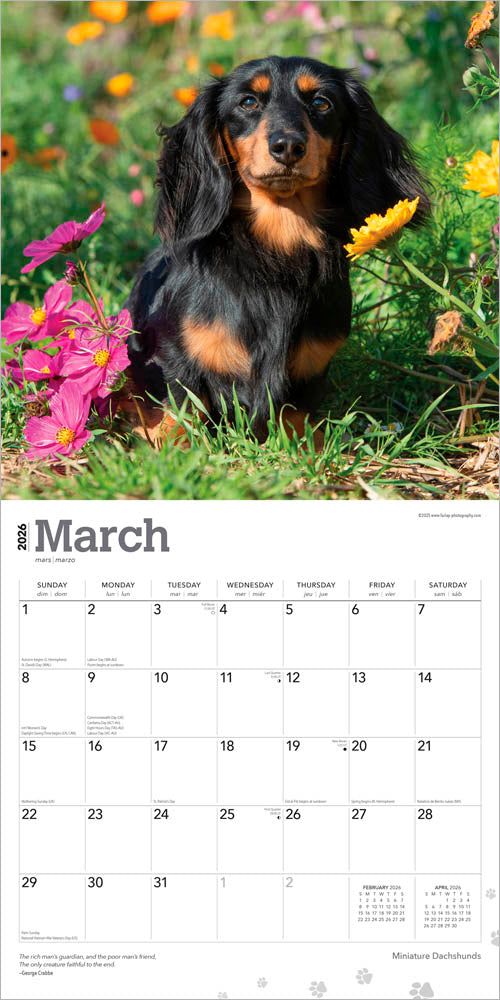 Miniature Dachshunds | 2026 12 x 24 Inch (Hanging) Monthly Square Wall Calendar