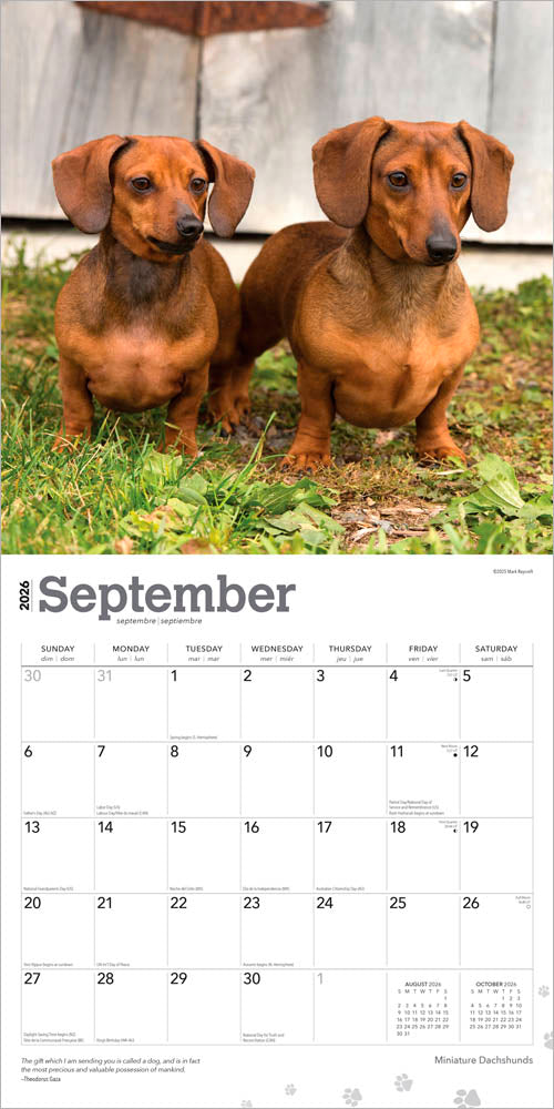 Miniature Dachshunds | 2026 12 x 24 Inch (Hanging) Monthly Square Wall Calendar