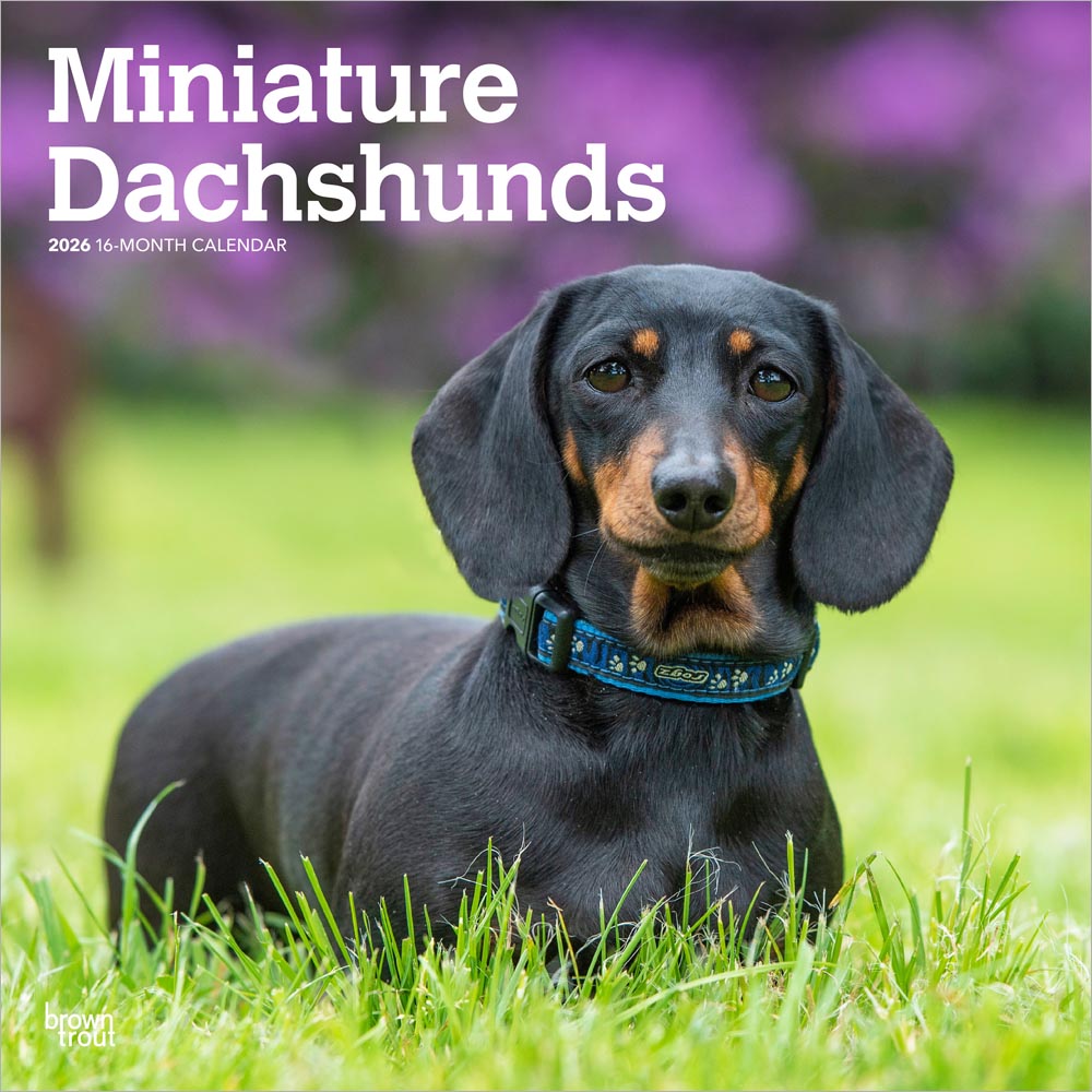 Miniature Dachshunds | 2026 12 x 24 Inch (Hanging) Monthly Square Wall Calendar