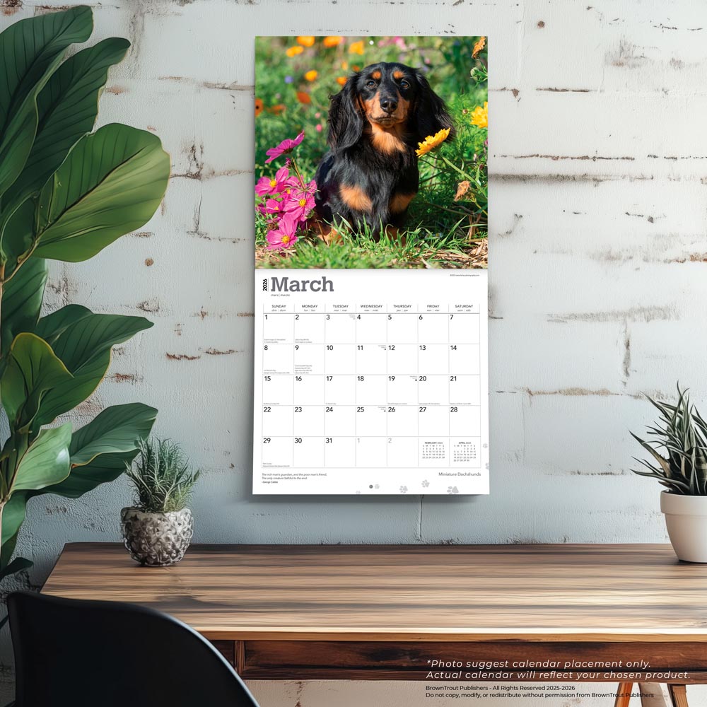 Miniature Dachshunds | 2026 12 x 24 Inch (Hanging) Monthly Square Wall Calendar