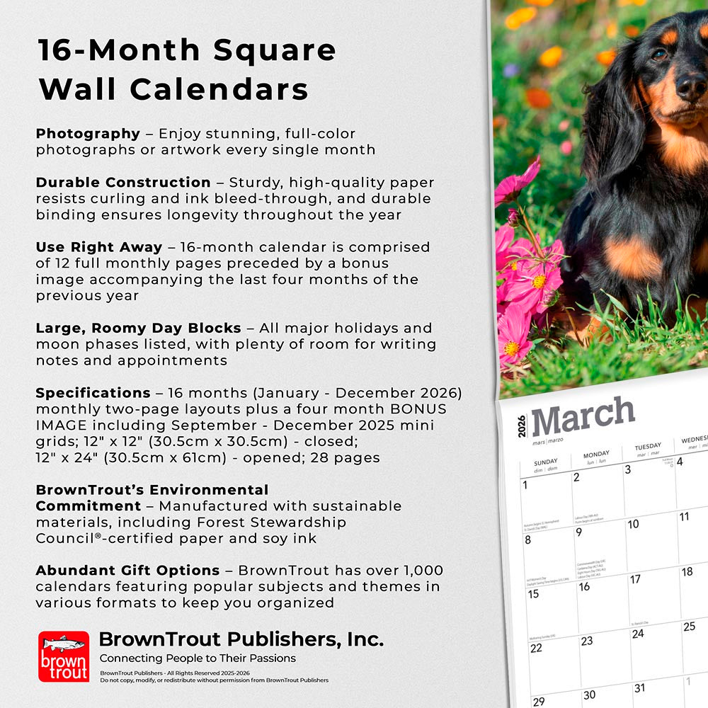 Miniature Dachshunds | 2026 12 x 24 Inch (Hanging) Monthly Square Wall Calendar