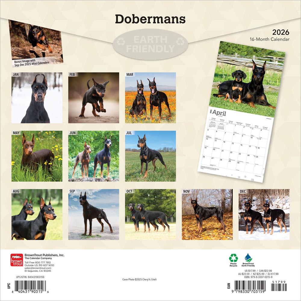 Dobermans | 2026 12 x 24 Inch (Hanging) Monthly Square Wall Calendar