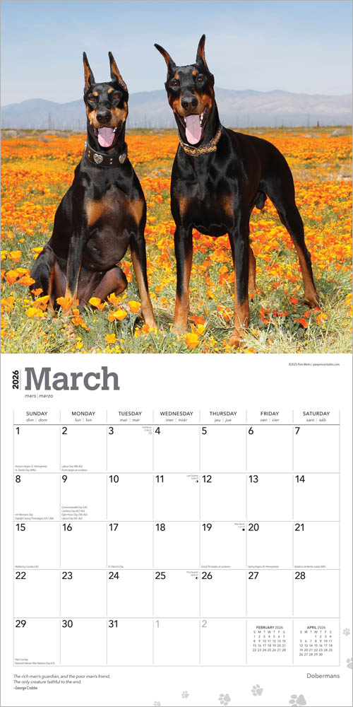 Dobermans | 2026 12 x 24 Inch (Hanging) Monthly Square Wall Calendar