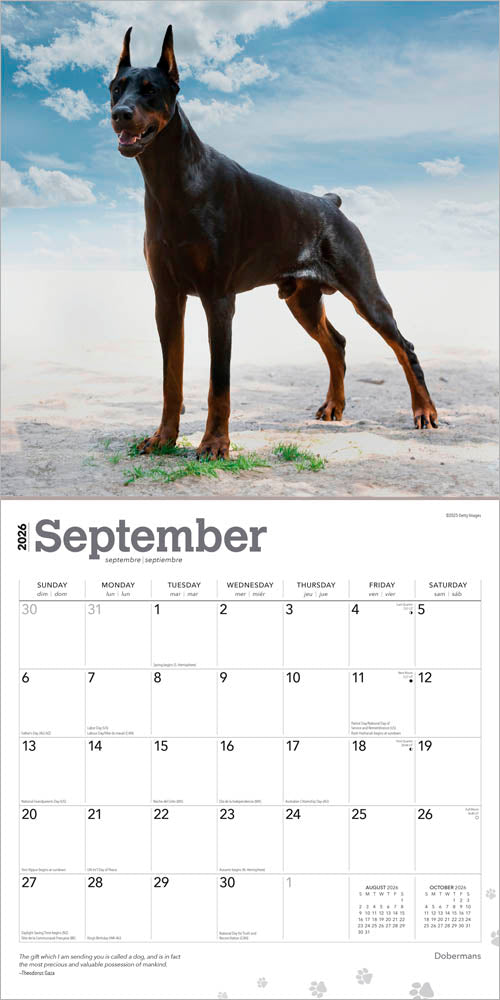 Dobermans | 2026 12 x 24 Inch (Hanging) Monthly Square Wall Calendar