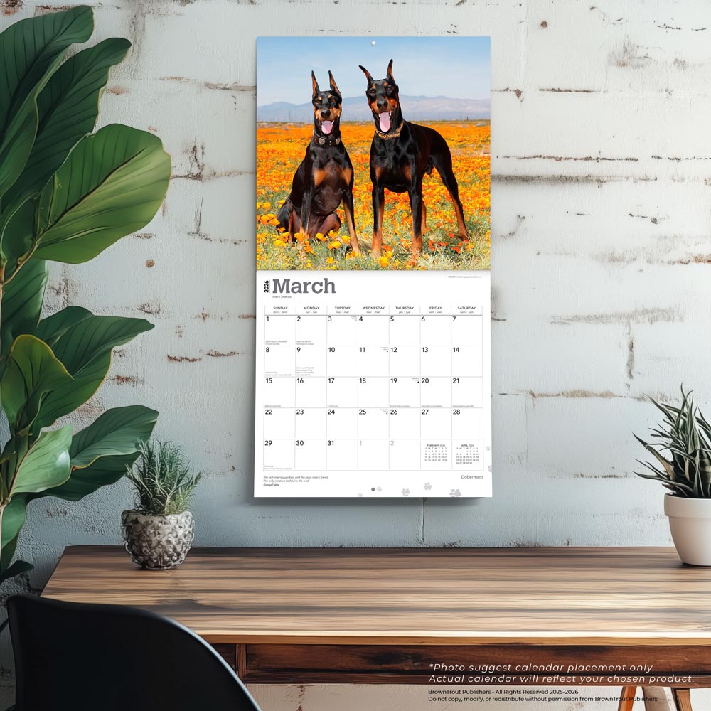 Dobermans | 2026 12 x 24 Inch (Hanging) Monthly Square Wall Calendar
