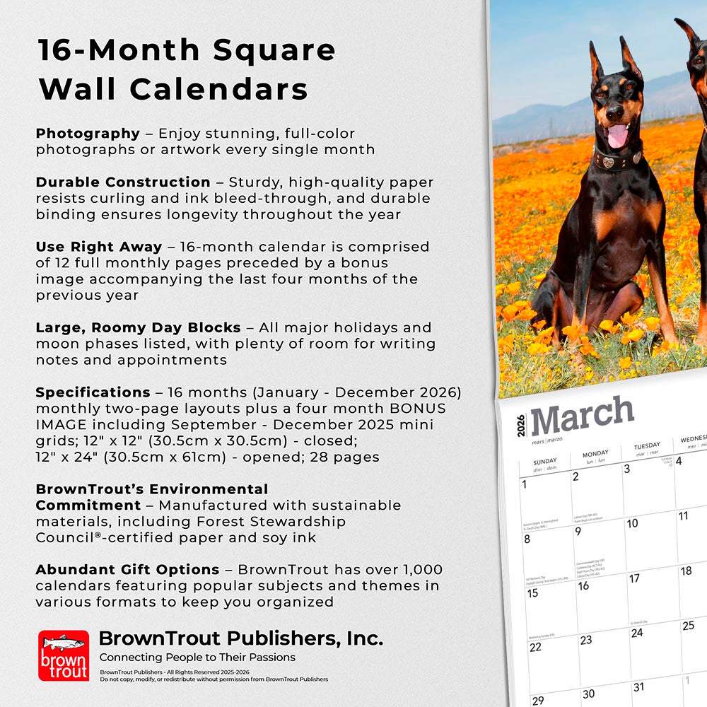 Dobermans | 2026 12 x 24 Inch (Hanging) Monthly Square Wall Calendar