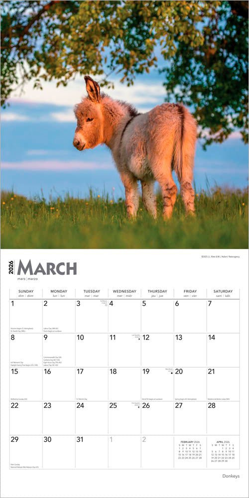 Donkeys | 2026 12 x 24 Inch (Hanging) Monthly Square Wall Calendar