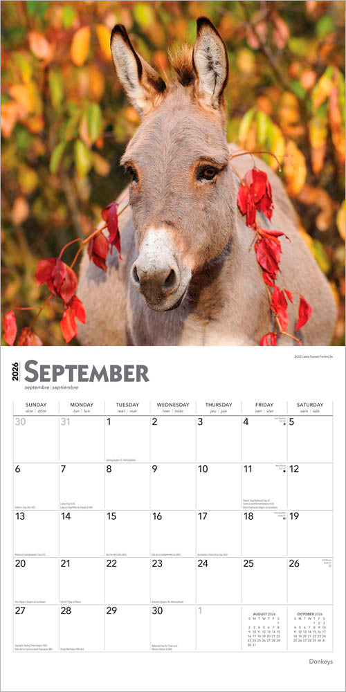 Donkeys | 2026 12 x 24 Inch (Hanging) Monthly Square Wall Calendar
