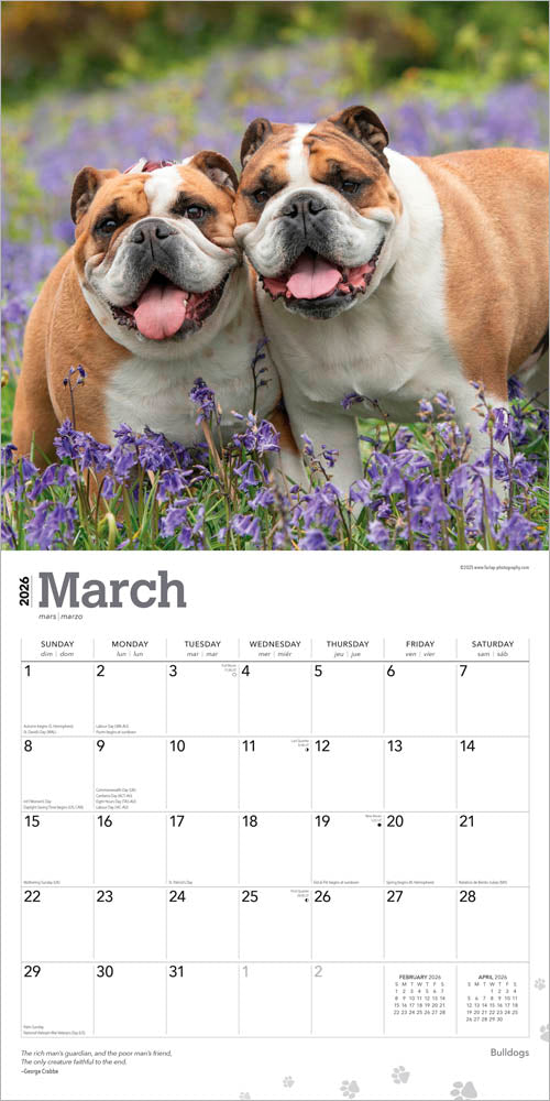 Bulldogs | 2026 12 x 24 Inch (Hanging) Monthly Square Wall Calendar