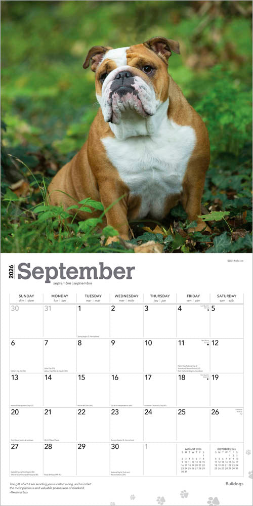 Bulldogs | 2026 12 x 24 Inch (Hanging) Monthly Square Wall Calendar