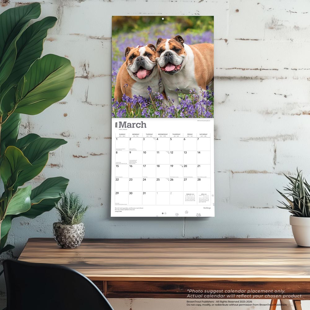 Bulldogs | 2026 12 x 24 Inch (Hanging) Monthly Square Wall Calendar