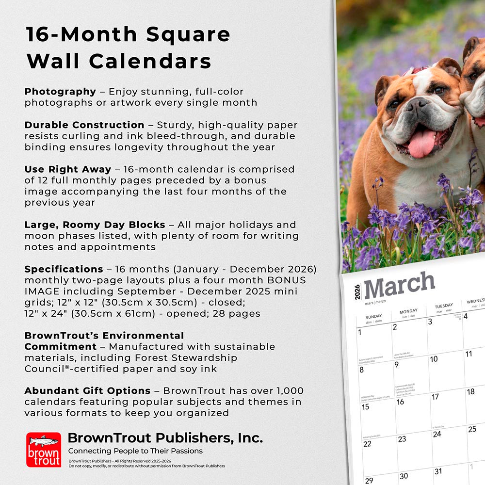 Bulldogs | 2026 12 x 24 Inch (Hanging) Monthly Square Wall Calendar