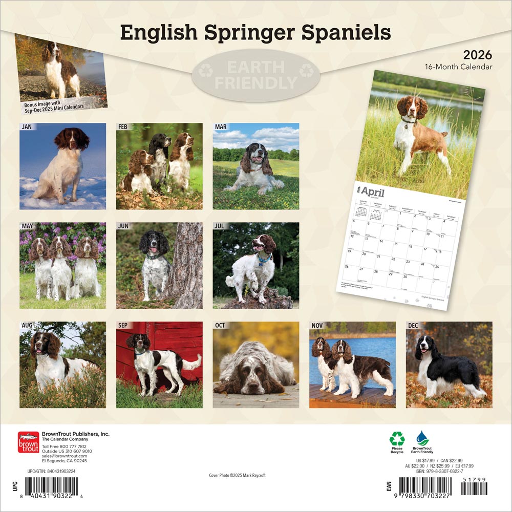 English Springer Spaniels | 2026 12 x 24 Inch (Hanging) Monthly Square Wall Calendar
