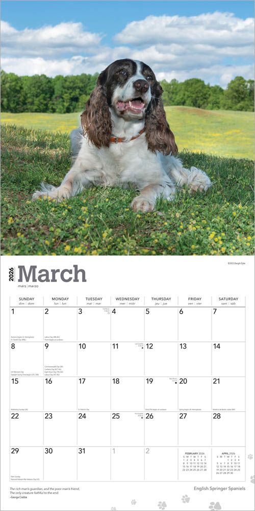 English Springer Spaniels | 2026 12 x 24 Inch (Hanging) Monthly Square Wall Calendar