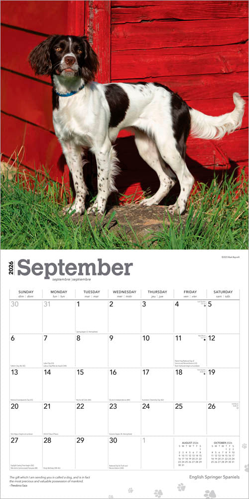 English Springer Spaniels | 2026 12 x 24 Inch (Hanging) Monthly Square Wall Calendar