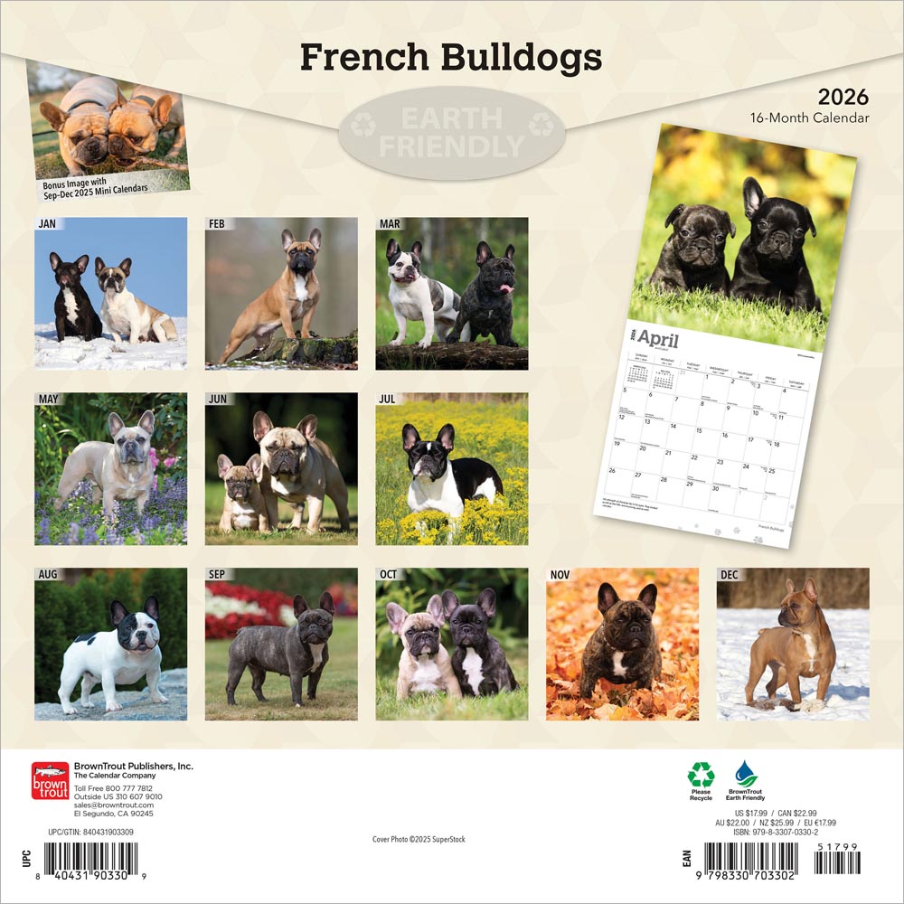 French Bulldogs | 2026 12 x 24 Inch (Hanging) Monthly Square Wall Calendar