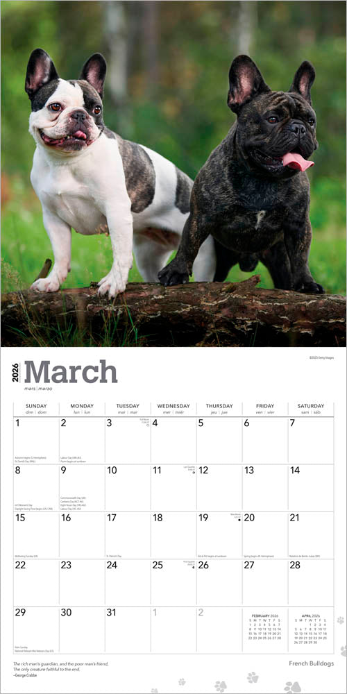 French Bulldogs | 2026 12 x 24 Inch (Hanging) Monthly Square Wall Calendar