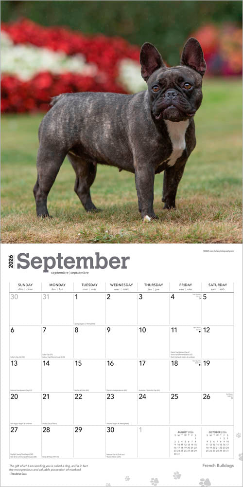 French Bulldogs | 2026 12 x 24 Inch (Hanging) Monthly Square Wall Calendar
