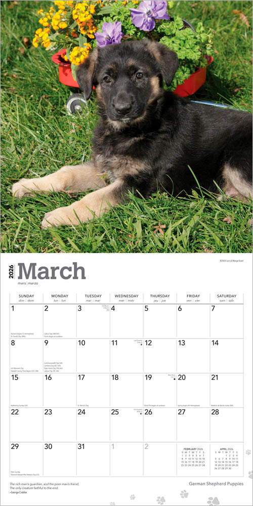 German Shepherd Puppies | 2026 12 x 24 Inch (Hanging) Monthly Square Wall Calendar