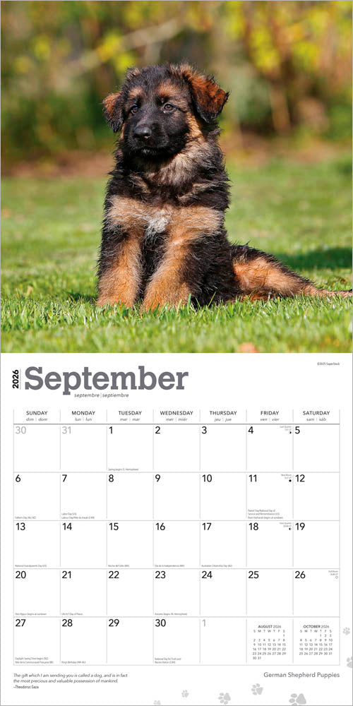 German Shepherd Puppies | 2026 12 x 24 Inch (Hanging) Monthly Square Wall Calendar