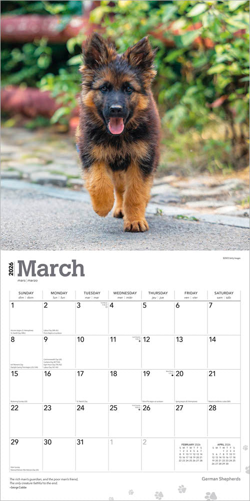 German Shepherds | 2026 12 x 24 Inch (Hanging) Monthly Square Wall Calendar