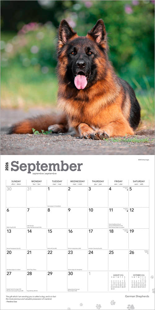 German Shepherds | 2026 12 x 24 Inch (Hanging) Monthly Square Wall Calendar
