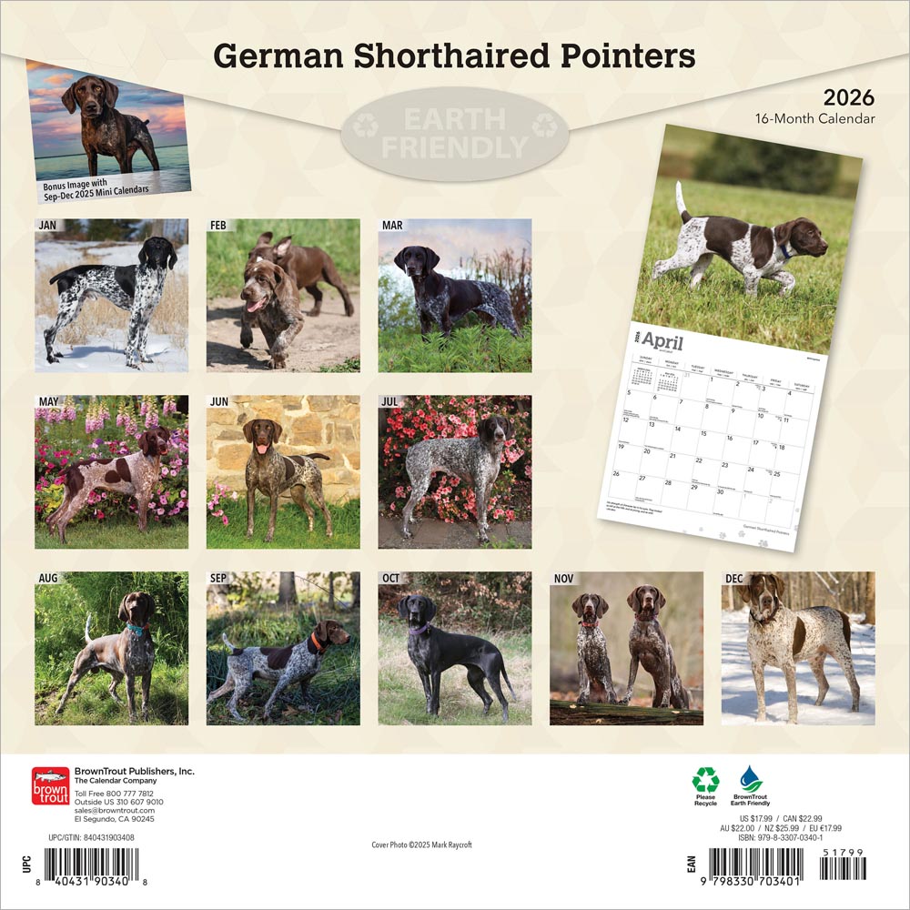 German Shorthaired Pointers | 2026 12 x 24 Inch (Hanging) Monthly Square Wall Calendar