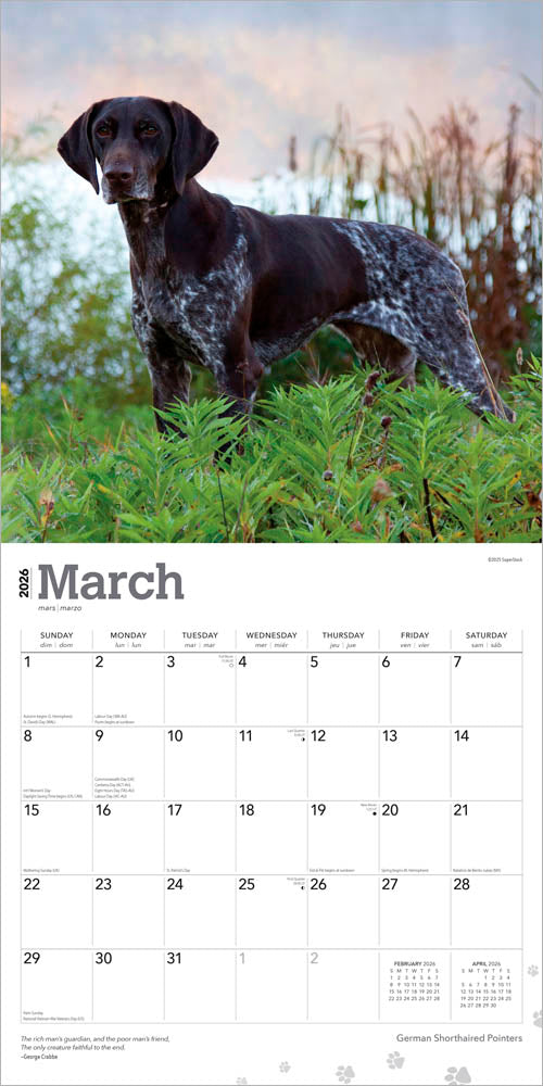 German Shorthaired Pointers | 2026 12 x 24 Inch (Hanging) Monthly Square Wall Calendar
