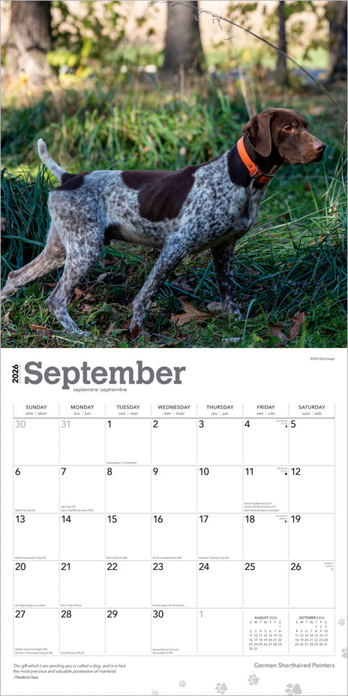 German Shorthaired Pointers | 2026 12 x 24 Inch (Hanging) Monthly Square Wall Calendar