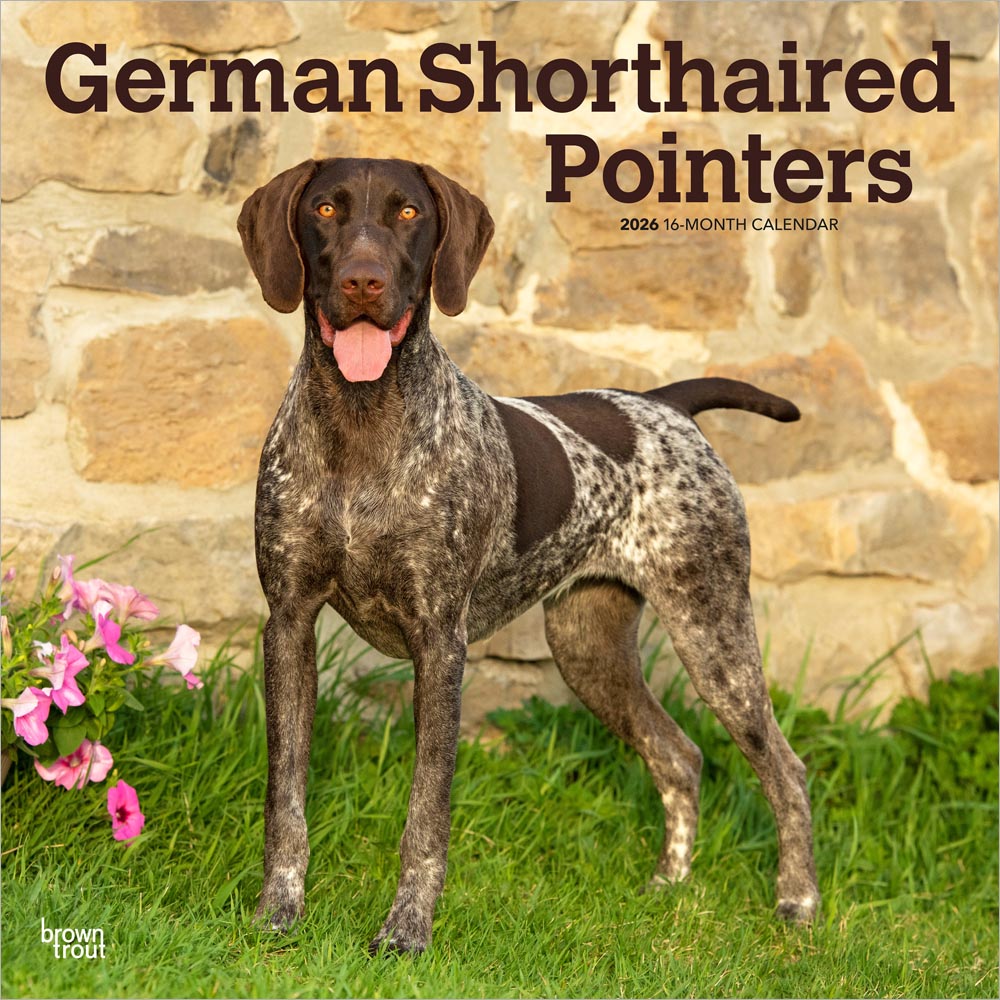 German Shorthaired Pointers | 2026 12 x 24 Inch (Hanging) Monthly Square Wall Calendar