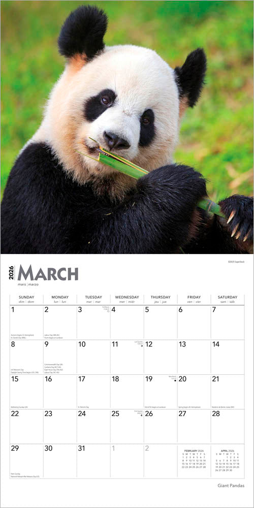 Giant Pandas | 2026 12 x 24 Inch (Hanging) Monthly Square Wall Calendar