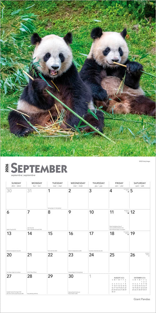 Giant Pandas | 2026 12 x 24 Inch (Hanging) Monthly Square Wall Calendar