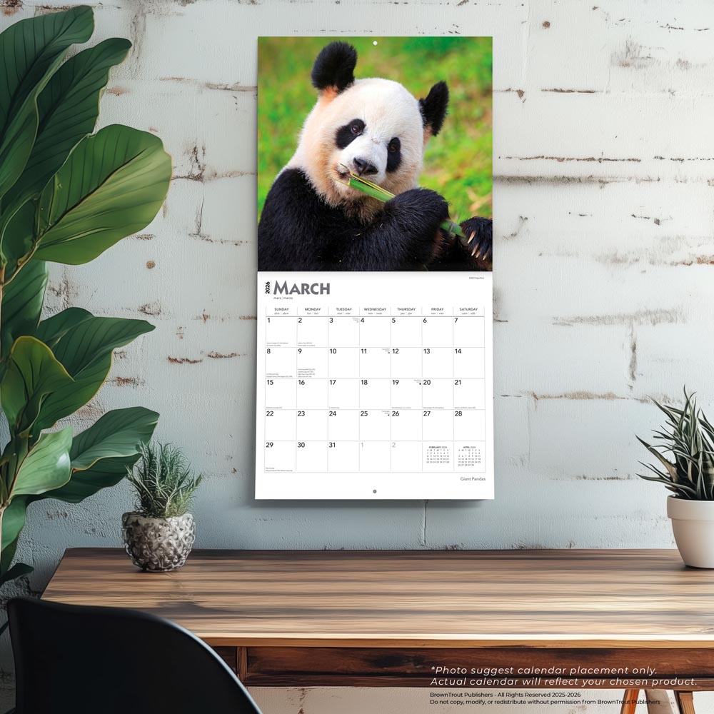 Giant Pandas | 2026 12 x 24 Inch (Hanging) Monthly Square Wall Calendar