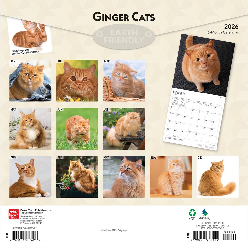 Ginger Cats | 2026 12 x 24 Inch (Hanging) Monthly Square Wall Calendar