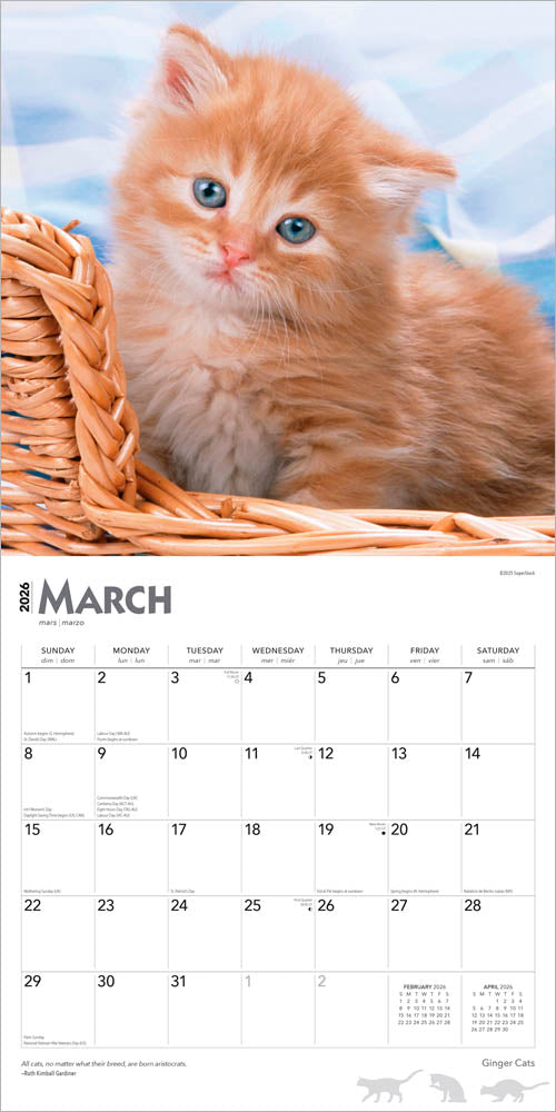 Ginger Cats | 2026 12 x 24 Inch (Hanging) Monthly Square Wall Calendar