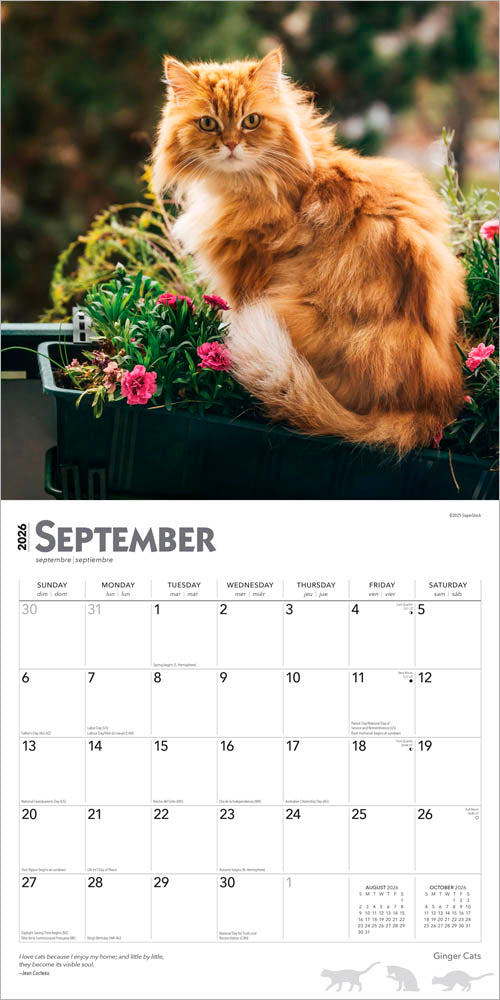 Ginger Cats | 2026 12 x 24 Inch (Hanging) Monthly Square Wall Calendar