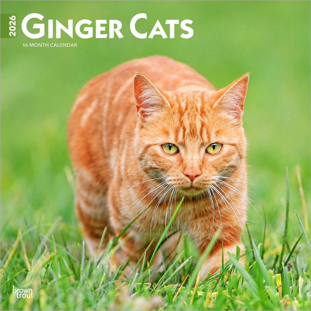 Ginger Cats | 2026 12 x 24 Inch (Hanging) Monthly Square Wall Calendar