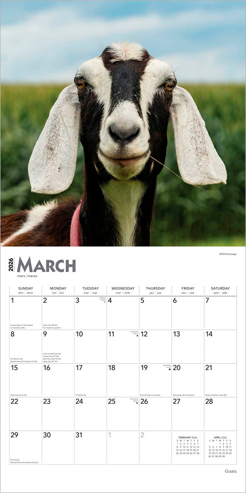 Goats | 2026 12 x 24 Inch (Hanging) Monthly Square Wall Calendar