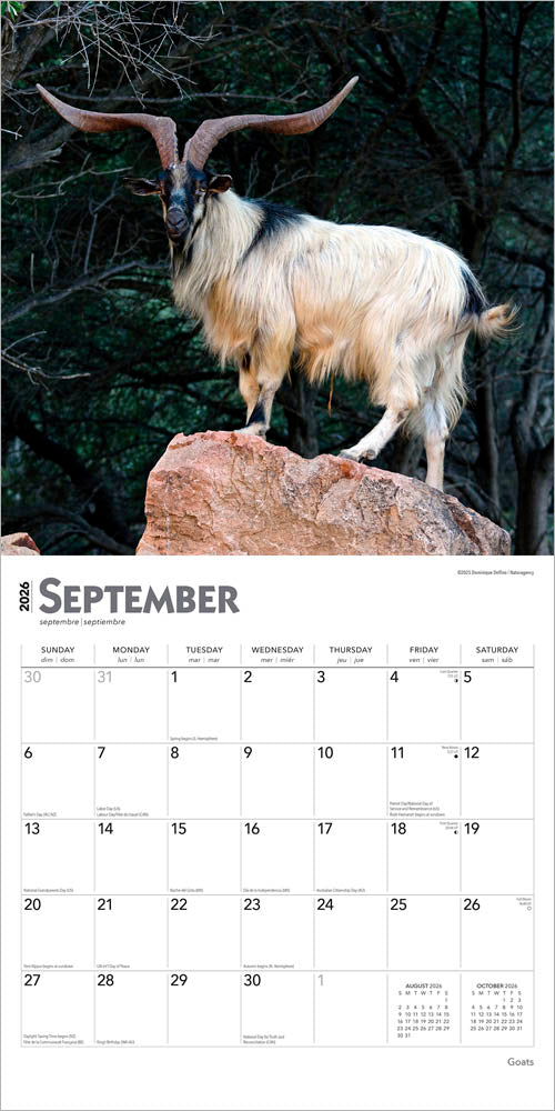 Goats | 2026 12 x 24 Inch (Hanging) Monthly Square Wall Calendar