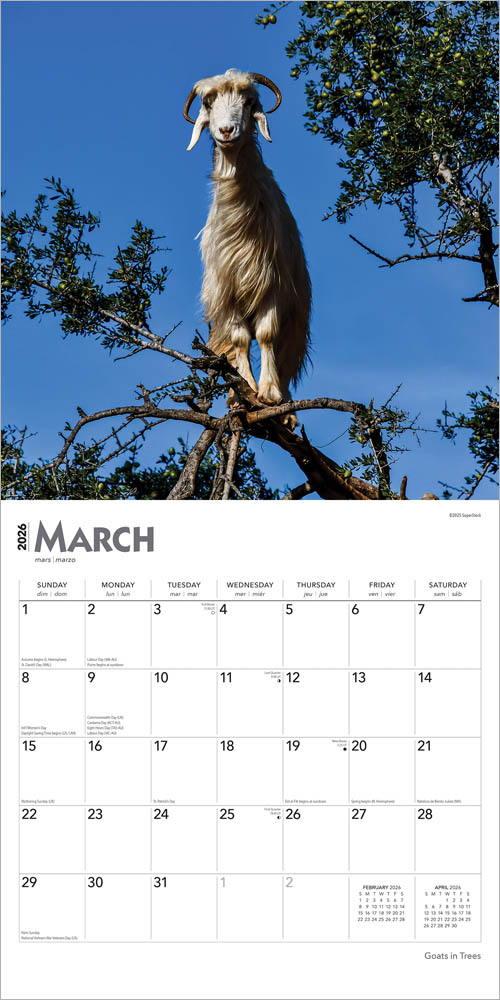Goats in Trees | 2026 12 x 24 Inch (Hanging) Monthly Square Wall Calendar
