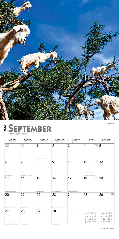 Goats in Trees | 2026 12 x 24 Inch (Hanging) Monthly Square Wall Calendar