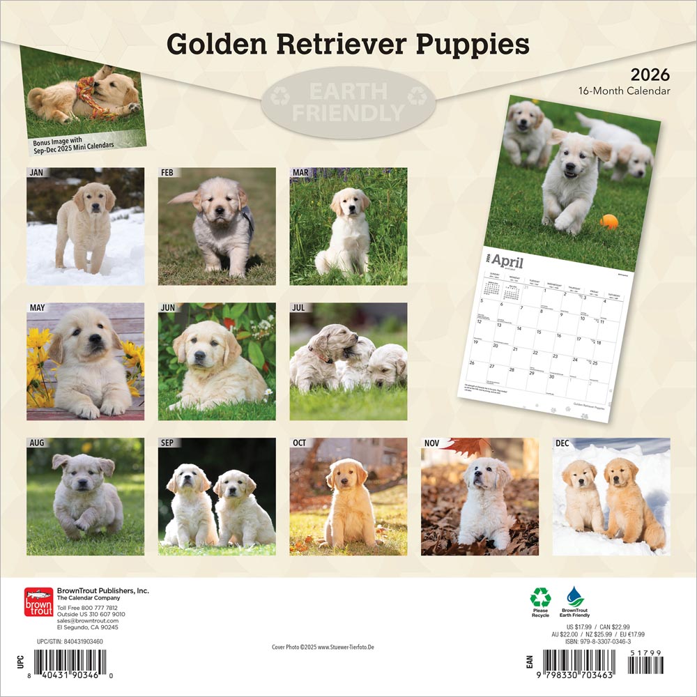 Golden Retriever Puppies | 2026 12 x 24 Inch (Hanging) Monthly Square Wall Calendar