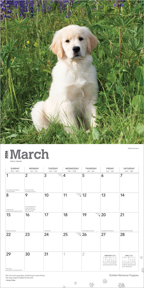 Golden Retriever Puppies | 2026 12 x 24 Inch (Hanging) Monthly Square Wall Calendar