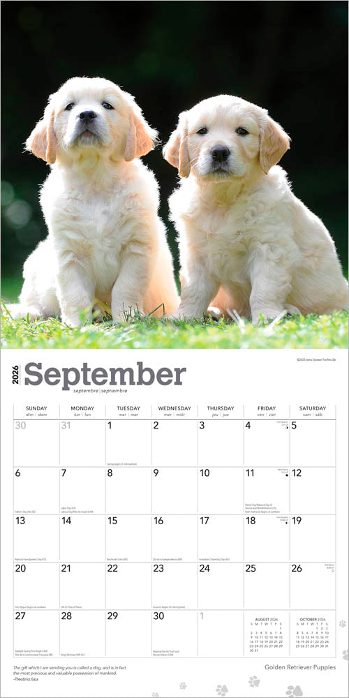 Golden Retriever Puppies | 2026 12 x 24 Inch (Hanging) Monthly Square Wall Calendar