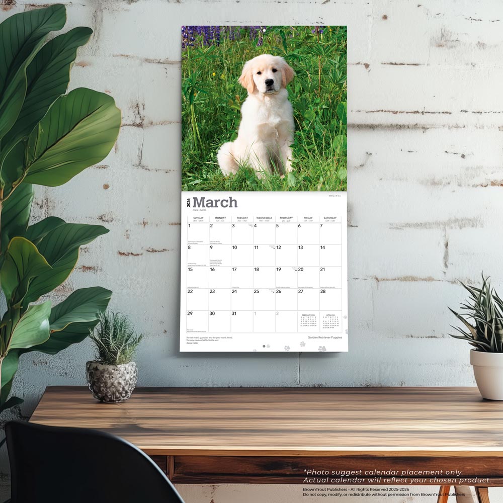 Golden Retriever Puppies | 2026 12 x 24 Inch (Hanging) Monthly Square Wall Calendar