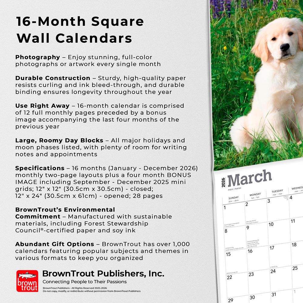 Golden Retriever Puppies | 2026 12 x 24 Inch (Hanging) Monthly Square Wall Calendar