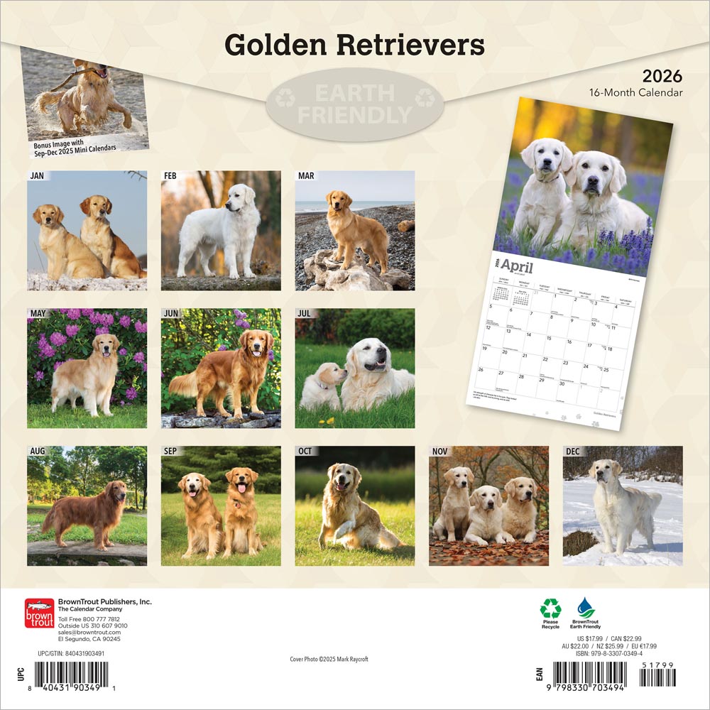 Golden Retrievers | 2026 12 x 24 Inch (Hanging) Monthly Square Wall Calendar | Foil Stamped Cover